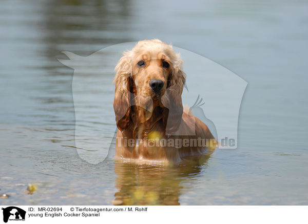 junger English Cocker Spaniel / young English Cocker Spaniel / MR-02694
