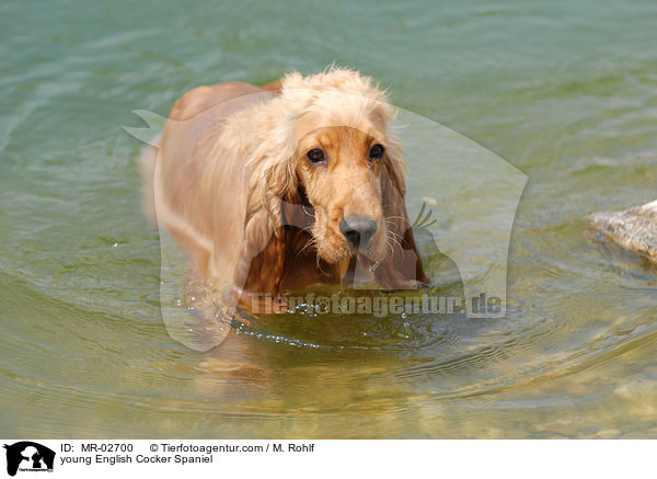 junger English Cocker Spaniel / young English Cocker Spaniel / MR-02700