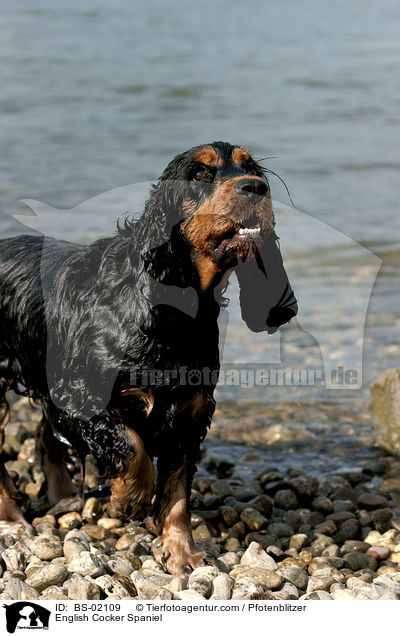 Englischer Cocker Spaniel / English Cocker Spaniel / BS-02109