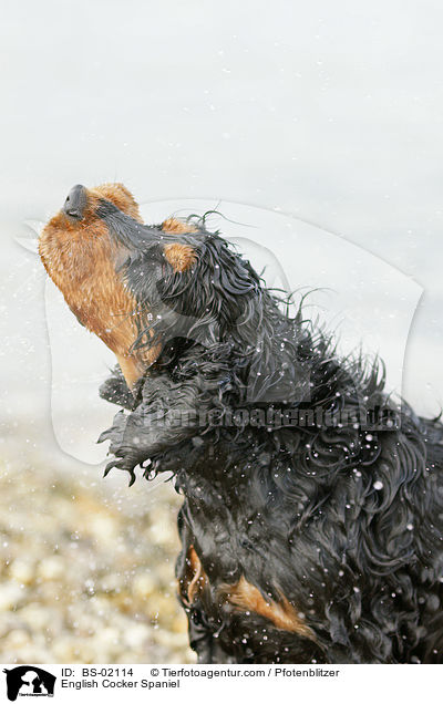 Englischer Cocker Spaniel / English Cocker Spaniel / BS-02114