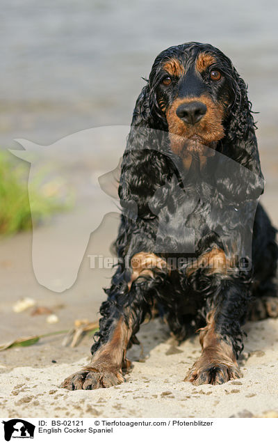 Englischer Cocker Spaniel / English Cocker Spaniel / BS-02121