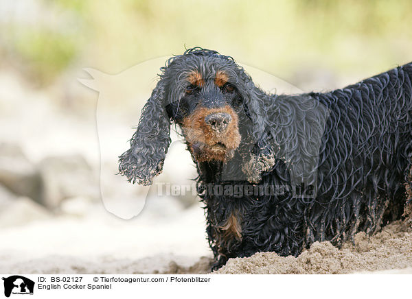 Englischer Cocker Spaniel / English Cocker Spaniel / BS-02127