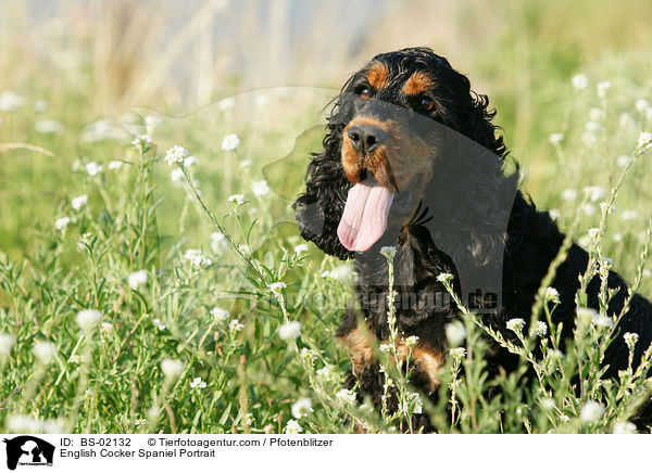 Englischer Cocker Spaniel Portrait / English Cocker Spaniel Portrait / BS-02132