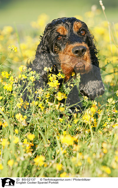 Englischer Cocker Spaniel Portrait / English Cocker Spaniel Portrait / BS-02137