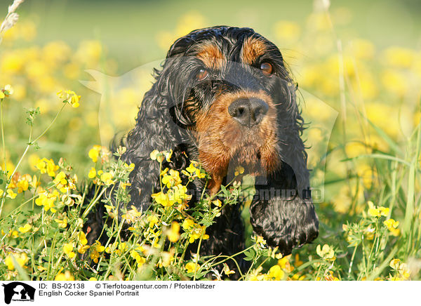 Englischer Cocker Spaniel Portrait / English Cocker Spaniel Portrait / BS-02138