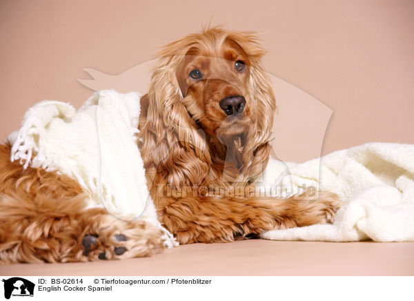 English Cocker Spaniel / English Cocker Spaniel / BS-02614