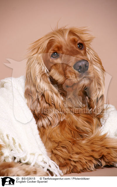 English Cocker Spaniel / BS-02615