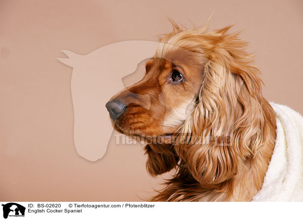 English Cocker Spaniel / English Cocker Spaniel / BS-02620