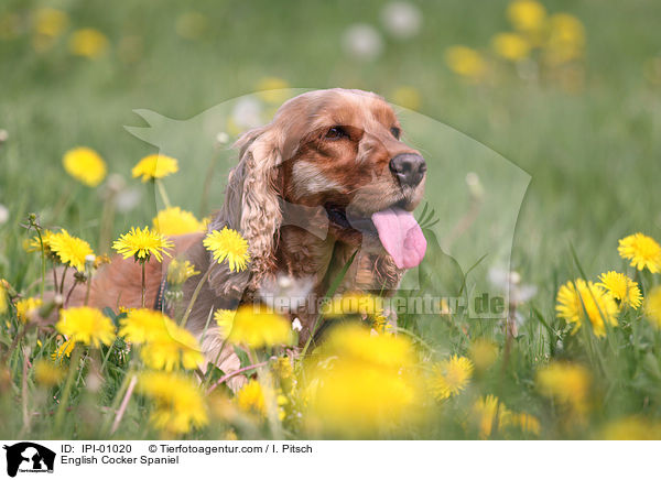 English Cocker Spaniel / English Cocker Spaniel / IPI-01020
