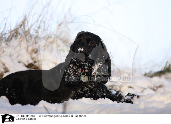 Cocker Spaniel / Cocker Spaniel / DG-01893