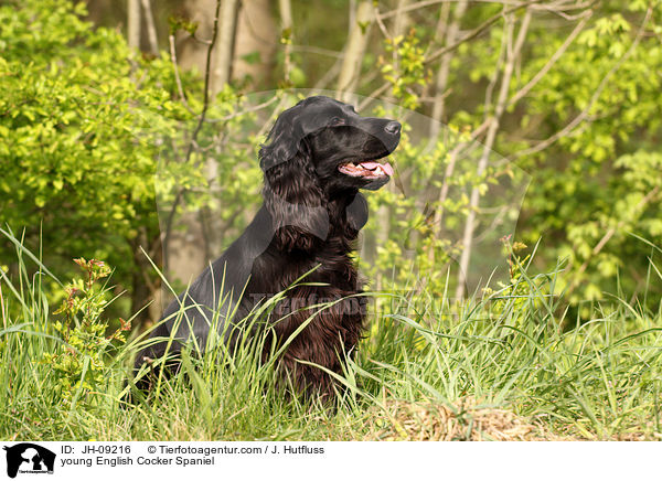 junger English Cocker Spaniel / young English Cocker Spaniel / JH-09216
