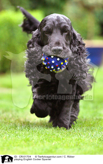 playing English Cocker Spaniel / CR-01704