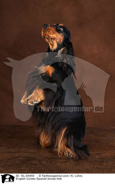 English Cocker Spaniel macht Mnnchen / English Cocker Spaniel shows trick / KL-04950