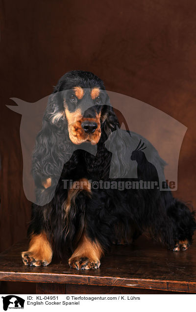 English Cocker Spaniel / English Cocker Spaniel / KL-04951