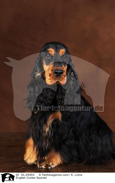English Cocker Spaniel / English Cocker Spaniel / KL-04953