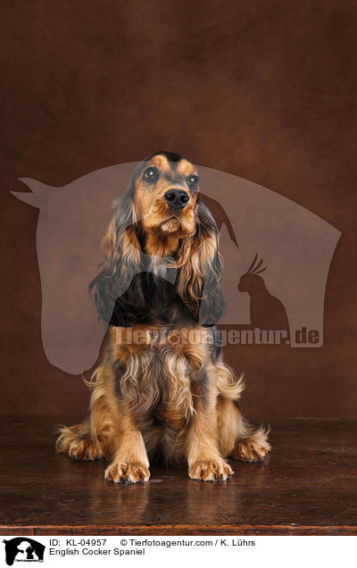 English Cocker Spaniel / English Cocker Spaniel / KL-04957