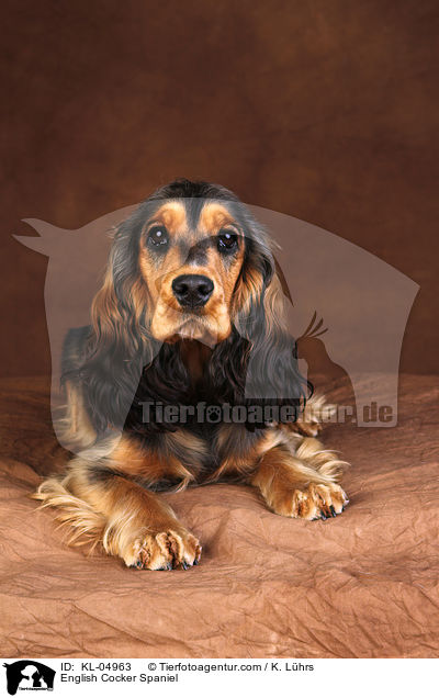 English Cocker Spaniel / English Cocker Spaniel / KL-04963