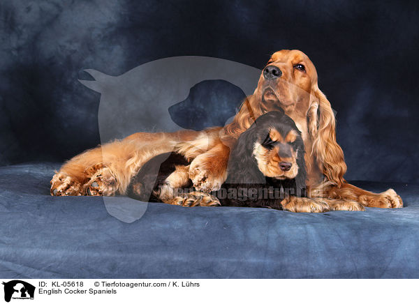 English Cocker Spaniels / English Cocker Spaniels / KL-05618