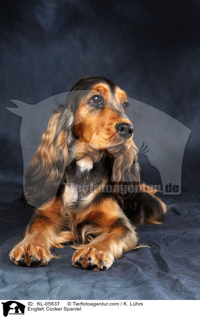 English Cocker Spaniel / English Cocker Spaniel / KL-05637