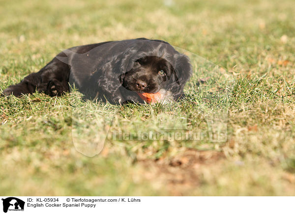English Cocker Spaniel Welpe / English Cocker Spaniel Puppy / KL-05934