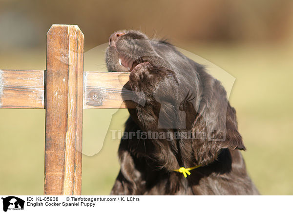English Cocker Spaniel Puppy / KL-05938