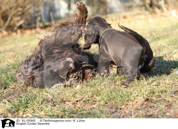English Cocker Spaniels / English Cocker Spaniels / KL-05942