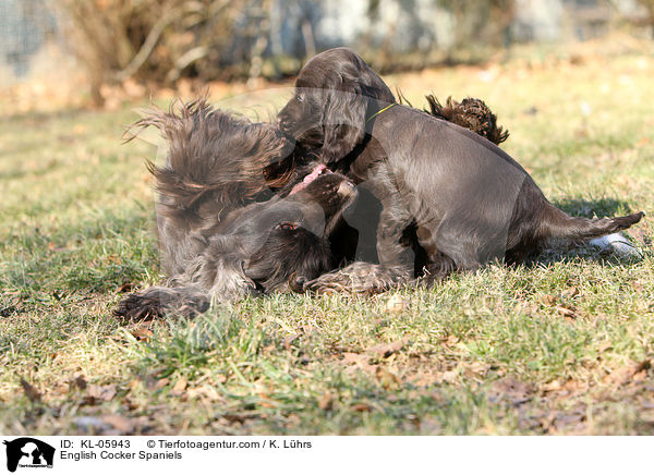 English Cocker Spaniels / English Cocker Spaniels / KL-05943