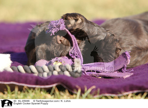 English Cocker Spaniel Puppy / KL-05946