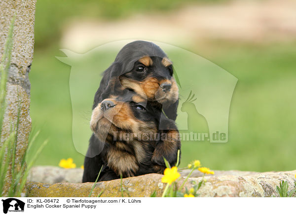 English Cocker Spaniel Welpe / English Cocker Spaniel Puppy / KL-06472