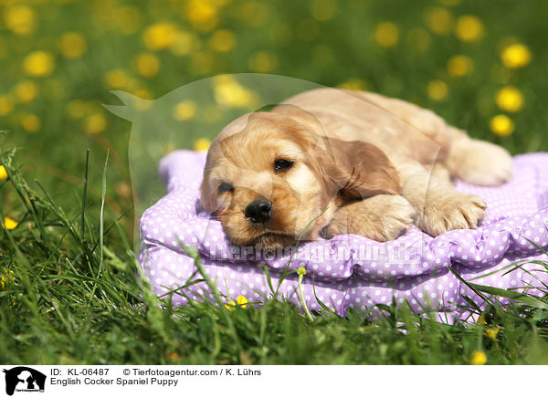 English Cocker Spaniel Welpe / English Cocker Spaniel Puppy / KL-06487