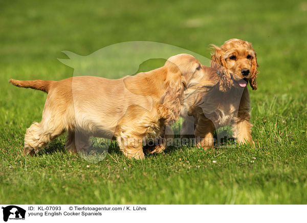 young English Cocker Spaniels / KL-07093