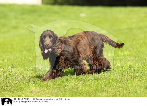 junger English Cocker Spaniel / young English Cocker Spaniel / KL-07094