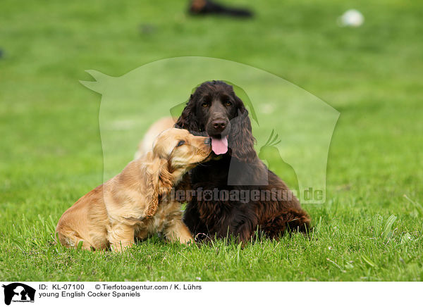 young English Cocker Spaniels / KL-07100