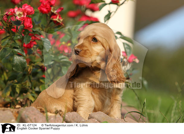 English Cocker Spaniel Welpe / English Cocker Spaniel Puppy / KL-07124