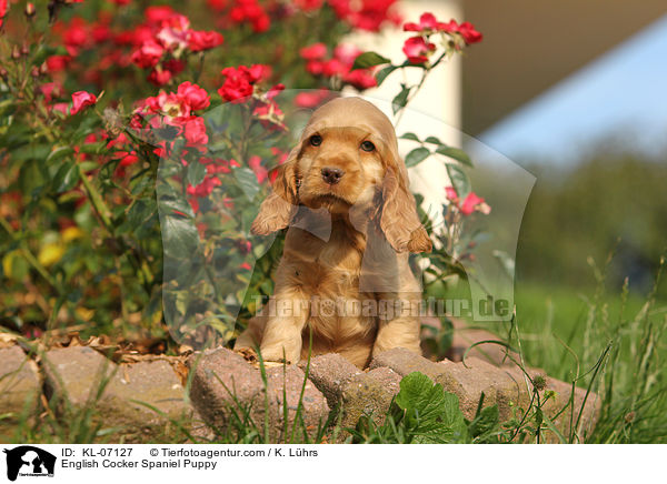 English Cocker Spaniel Welpe / English Cocker Spaniel Puppy / KL-07127