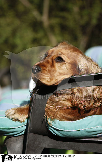 English Cocker Spaniel / English Cocker Spaniel / RR-39686
