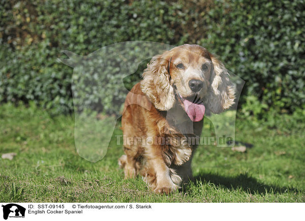 English Cocker Spaniel / English Cocker Spaniel / SST-09145