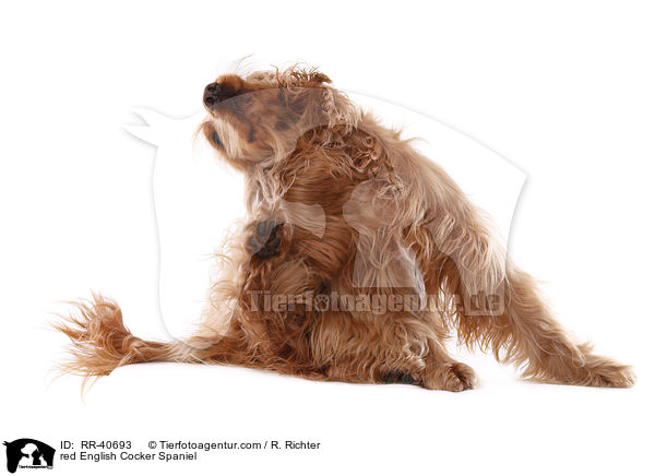 roter English Cocker Spaniel / red English Cocker Spaniel / RR-40693