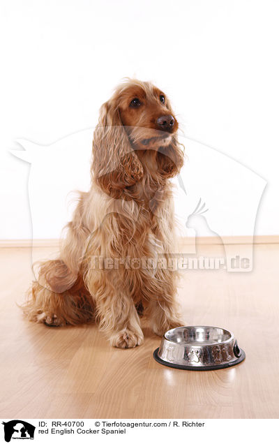 roter English Cocker Spaniel / red English Cocker Spaniel / RR-40700