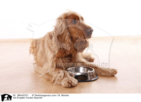 roter English Cocker Spaniel / red English Cocker Spaniel / RR-40701