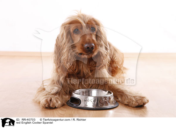 roter English Cocker Spaniel / red English Cocker Spaniel / RR-40703