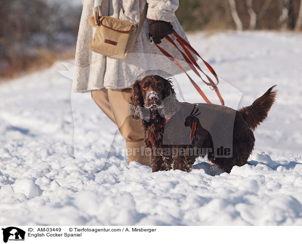 English Cocker Spaniel / English Cocker Spaniel / AM-03449