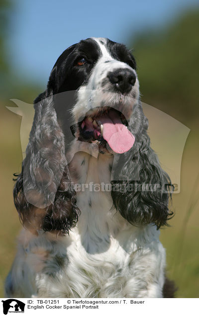 English Cocker Spaniel Portrait / TB-01251