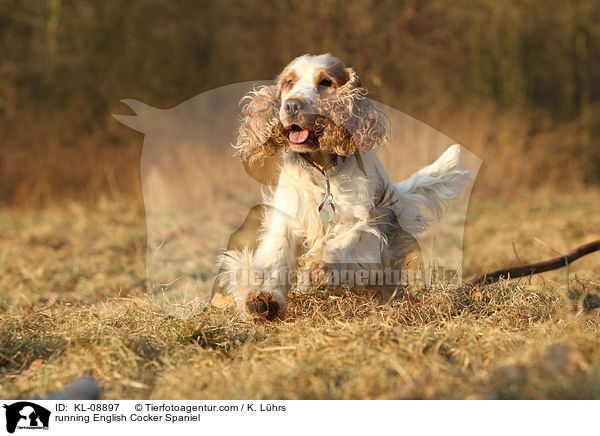 rennender English Cocker Spaniel / running English Cocker Spaniel / KL-08897