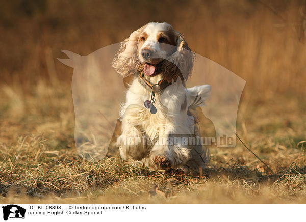 rennender English Cocker Spaniel / running English Cocker Spaniel / KL-08898