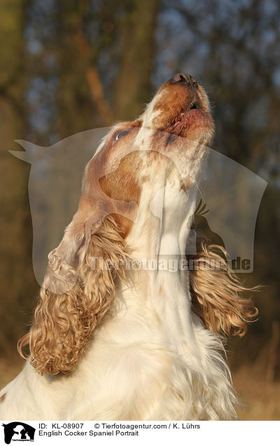 English Cocker Spaniel Portrait / English Cocker Spaniel Portrait / KL-08907
