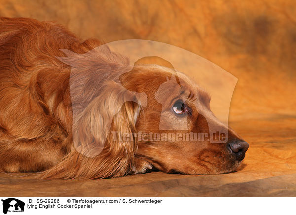 liegender English Cocker Spaniel / lying English Cocker Spaniel / SS-29286