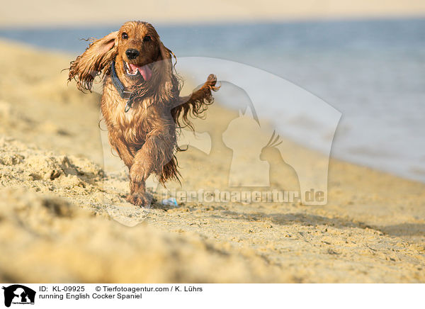 rennender English Cocker Spaniel / running English Cocker Spaniel / KL-09925