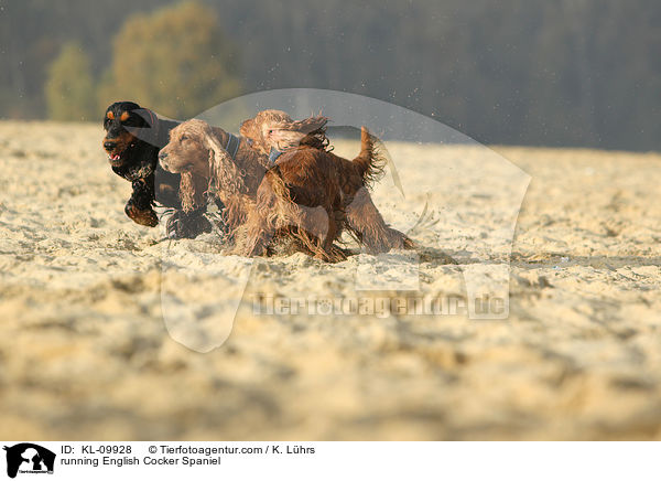rennende English Cocker Spaniel / running English Cocker Spaniel / KL-09928