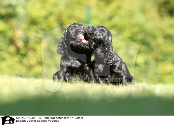 English Cocker Spaniel Welpen / English Cocker Spaniel Puppies / KL-11039